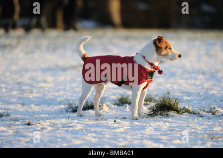 Parson Jack Russell in hellen roten Wintermantel Blick in die untergehende Sonne an einem verschneiten Nachmittag Stockfoto