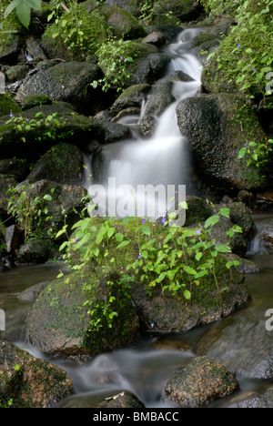 Olakkayam Elanjippara Wasserfall von Thrissur, Kerala, Indien, Asien Stockfoto