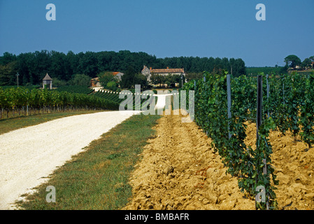 St. Emilion Frankreich Montague - St Emilion Château Corbin Weinberg Stockfoto