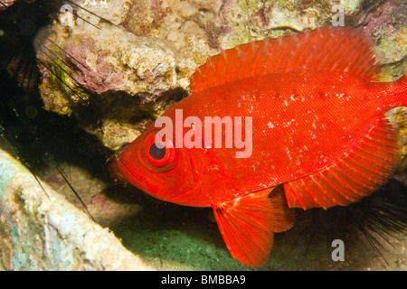 Priacanthus Hamrur (Moontail Bullauge) Stockfoto