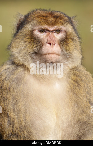 Berberaffe in Trentham Monkey Forest, Großbritannien Stockfoto