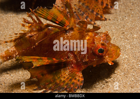 Dendrochirus Brachypterus, Shortfin turkeyfish Stockfoto