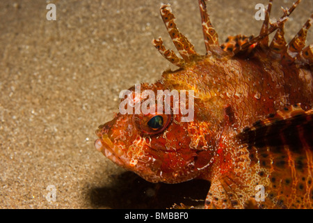 Dendrochirus Brachypterus, Shortfin turkeyfish Stockfoto