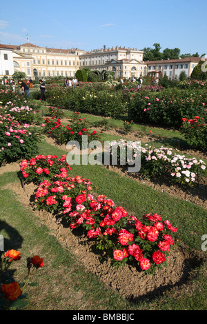 Strauchrosen im Rosengarten in der königlichen Villa (Villa Reale), Monza, Italien Stockfoto