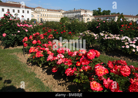 Strauchrosen im Rosengarten in der königlichen Villa (Villa Reale), Monza, Italien Stockfoto