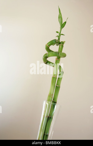 Verdrehte Glück Bambussprossen Stockfoto