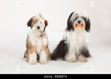 Tibet Terrier mit Welpen, 4 Monate Stockfoto