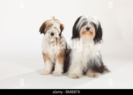 Tibet Terrier mit Welpen, 4 Monate Stockfoto