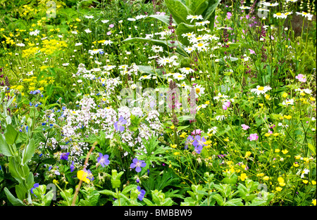 Eine Ecke von Physic Garden in den Zweigen Gärten in Swindon, Wiltshire, England, UK Stockfoto