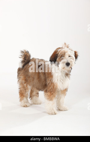 Tibet Terrier, Welpen, 4 Monate Stockfoto