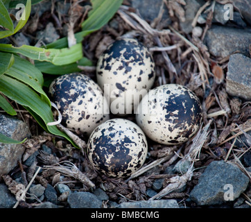 Killdeer Eiern in einem Nest an der Seite einer Straße Stockfoto