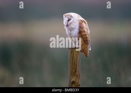 Schleiereule, Tyto alba, Liebling Großbritanniens Eule, Norfolk, Großbritannien. Stockfoto