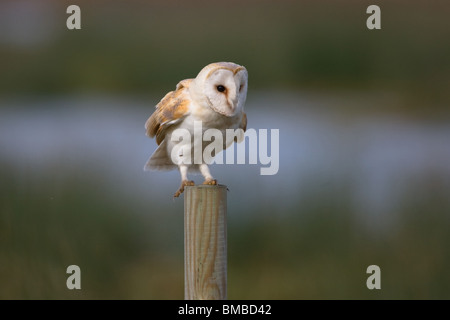 Schleiereule, Tyto alba, Liebling Großbritanniens Eule, Norfolk, Großbritannien. Stockfoto