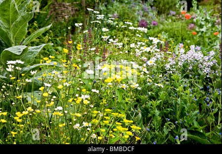 Eine Ecke von Physic Garden in den Zweigen Gärten in Swindon, Wiltshire, England, UK Stockfoto