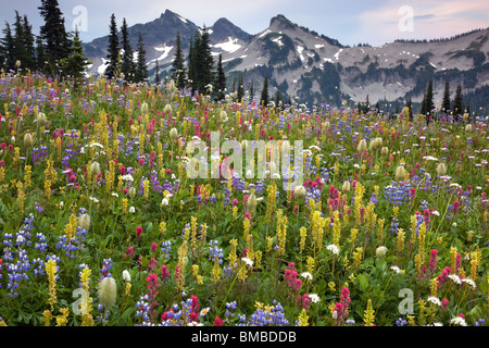 Mount Rainier Natl Park, WA Gipfel der Tatoosh oberhalb einer üppigen Wiese der alpinen Wildblumen auf Mazama Grat Stockfoto