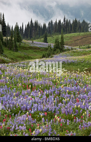 Mount Rainier Natl Park, WA Rolling Meadows der alpinen Wildblumen mit Kiefer und Tanne Bäume auf Mazama Grat Stockfoto