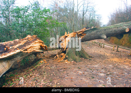 Alt und groß Flaum-Eiche (Quercus Pubescens) scheiterte nach unten und durch den Wind in zwei Teile gebrochen Stockfoto