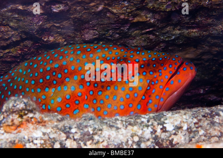 Korallen Hind (Cephalopholis Miniata) Stockfoto