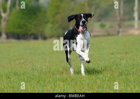 Stock Foto von einem englischen Zeiger in einem Feld. Stockfoto