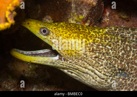 Leopard Moray Stockfoto