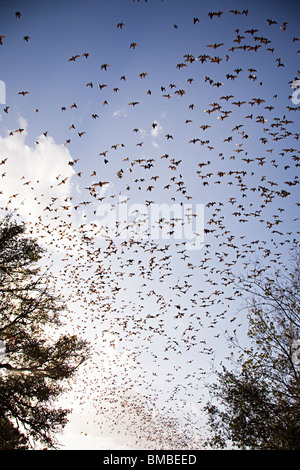 Mexikanische Freetail Fledermäuse vor Brasiliensis im Flug aus Bracken Cave Texas USA Stockfoto