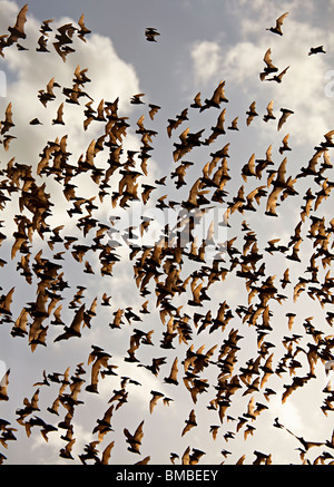 Mexikanische Freetail Fledermäuse vor Brasiliensis im Flug aus Bracken Cave Texas USA Stockfoto