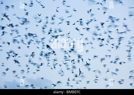 Mexikanische Freetail Fledermäuse vor Brasiliensis im Flug aus Bracken Cave Texas USA Stockfoto