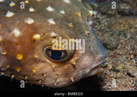 Cyclichthys Spilostylus (Spotbase Burrfish) Stockfoto