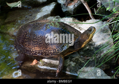 Ein Blanding Schildkröte Stockfoto