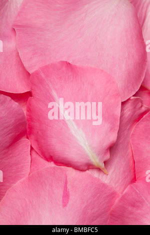 Rosa frische Rosenblätter in einem Hintergrundmuster angeordnet