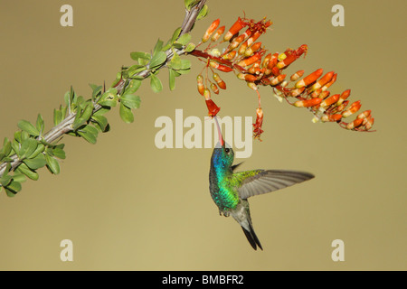 Breit-billed Kolibri erwachsenen männlichen Fütterung auf Ocotillo Blumen. Stockfoto
