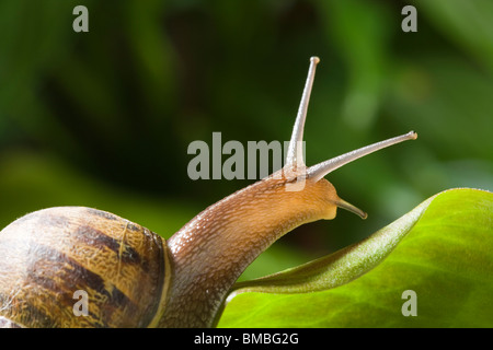 Garten Schnecke Helix Aspersa. Stockfoto