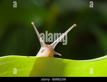 Garten Schnecke Helix Aspersa. Stockfoto