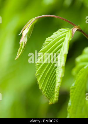 Hainbuche Blatt im Frühjahr, uk. Carpinus Betulus. Stockfoto