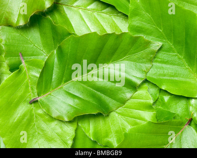 Blätter der Buche, Fagus Sylvatica. Stockfoto