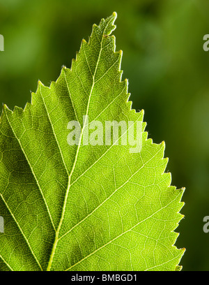 Silber Birkenblatt, Betula Pendel Stockfoto