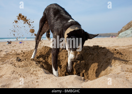 Greyhound Graben eines Lochs auf Perranporth Strand Cornwall Stockfoto