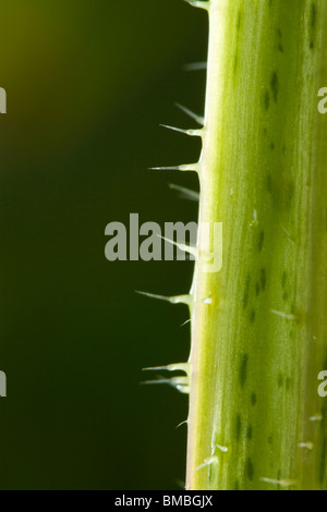 Brennnessel (Brennnessel) Brennnesselpflanzen Haare hautnah. Urtica Dioica. Stockfoto