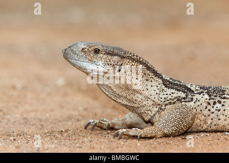 Felsen-Monitor, Varanus Albigularis, Krüger Nationalpark, Südafrika Stockfoto