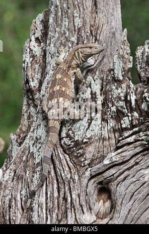 Felsen-Monitor, Varanus Albigularis, Krüger Nationalpark, Südafrika Stockfoto