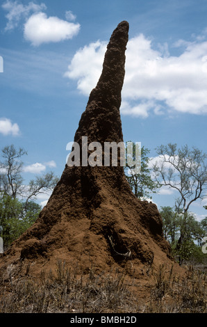 Termite Hügel (Macrotermes Michaelseni) in Savanne Namibias Stockfoto