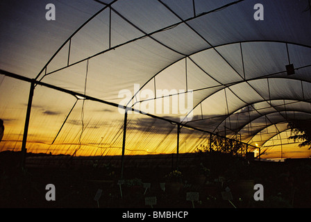 Ein Gewächshaus bei Sonnenuntergang Stockfoto