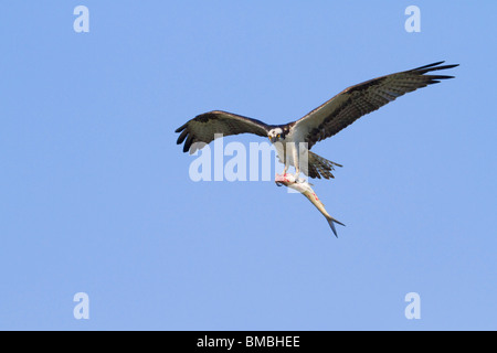 Osprey (Pandion haliaetus) fliegt mit einem gefangenen Fisch, Destin, Florida, USA Stockfoto