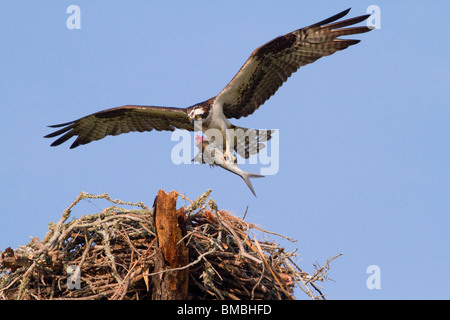 Osprey (Pandion haliaetus) nähert sich dem Nest mit einem gefangenen Fisch, Destin, Florida, USA Stockfoto