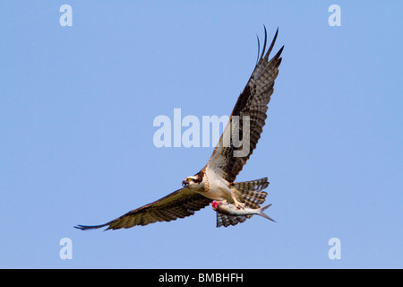 Osprey (Pandion haliaetus) mit einem gefangenen Fisch, Destin, Florida, USA Stockfoto