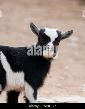 Ziege Schwarz Weiss Ziege Gerichtete Th Kamera Beest Schuss Einer Ziege Schone Ziege Schone Tapete Suss Und Genial Ziege Stockfotografie Alamy