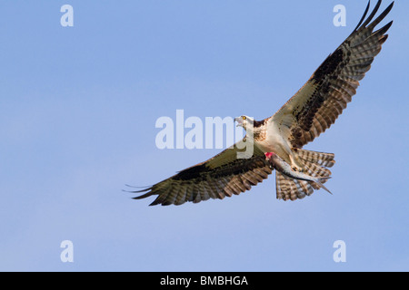 Osprey (Pandion haliaetus) mit einem gefangenen Fisch, Destin, Florida, USA Stockfoto