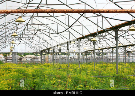 Israel, Moshav Sde Yitzhak, Blumen im Gewächshaus Stockfoto