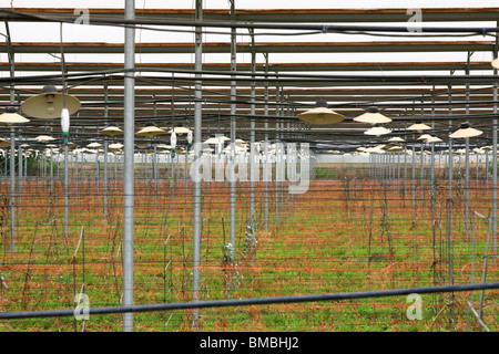 Israel, Moshav Sde Yitzhak, Blumen im Gewächshaus Stockfoto