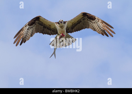 Osprey (Pandion haliaetus) mit einem gefangenen Fisch, Destin, Florida, USA Stockfoto